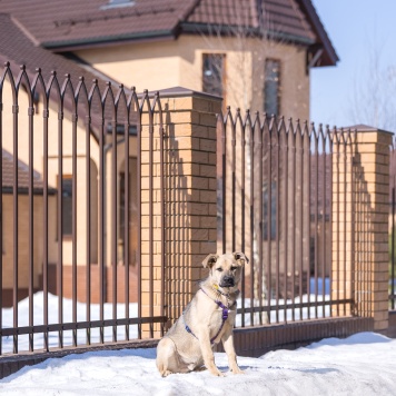 Собаки в добрые руки - Тедди - 1