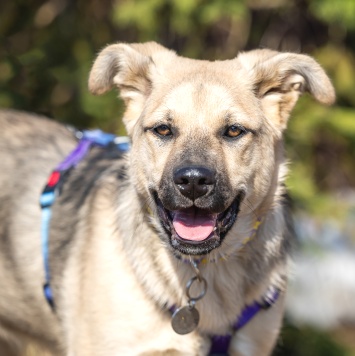 Собаки в добрые руки - Тедди - 2