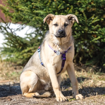 Собаки в добрые руки - Тедди - 3