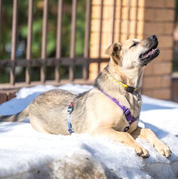 Собаки в добрые руки - Тедди - 4