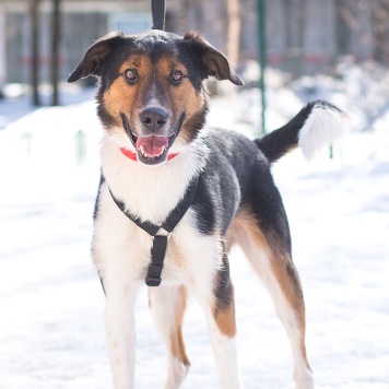 Собаки в добрые руки - Ньюи