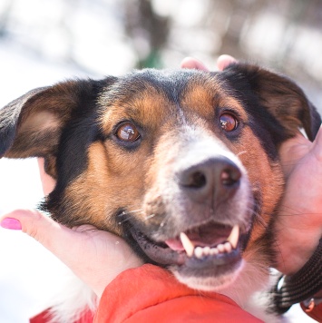 Собаки в добрые руки - Ньюи - 1