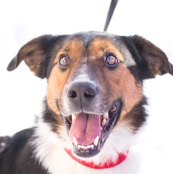 Собаки в добрые руки - Ньюи - 2