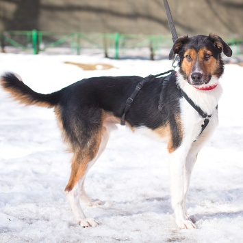 Собаки в добрые руки - Ньюи - 3