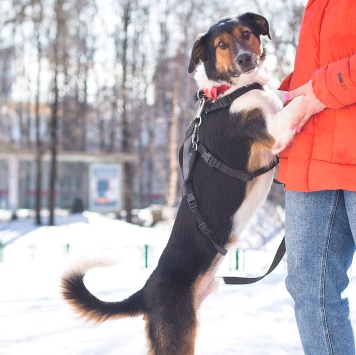 Собаки в добрые руки - Ньюи - 4
