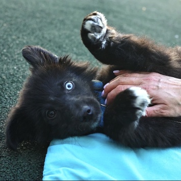 Собаки в добрые руки - Алеша