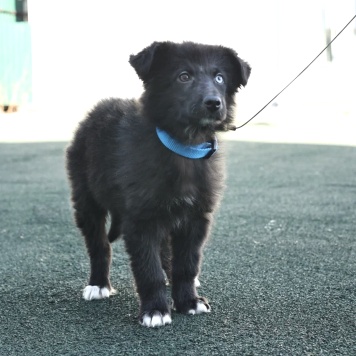 Собаки в добрые руки - Алеша - 1