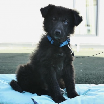 Собаки в добрые руки - Алеша - 2