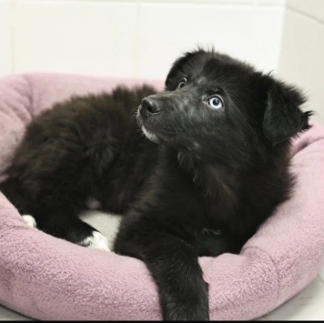 Собаки в добрые руки - Алеша - 3