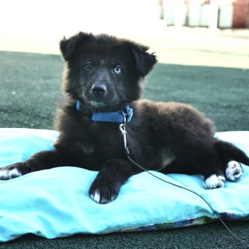 Собаки в добрые руки - Алеша - 4