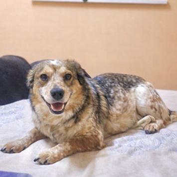 Собаки в добрые руки - Элли