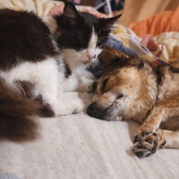 Собаки в добрые руки - Элли - 1