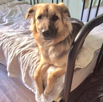 Собаки в добрые руки - Соня