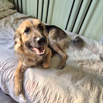 Собаки в добрые руки - Соня - 1