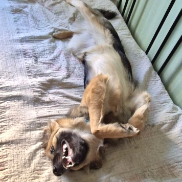 Собаки в добрые руки - Соня - 2