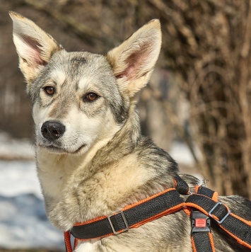 Варя - Собаки в добрые руки