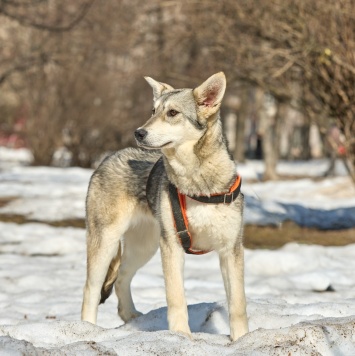 Собаки в добрые руки - Варя - 1