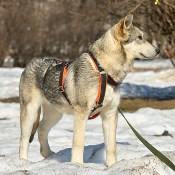 Собаки в добрые руки - Варя - 2