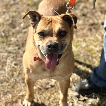 Собаки в добрые руки - Джуди