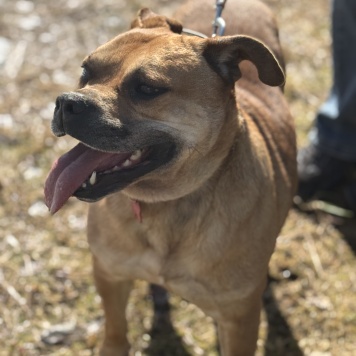 Собаки в добрые руки - Джуди - 1