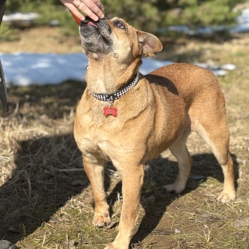 Собаки в добрые руки - Джуди - 2