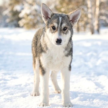 Сэм - Собаки в добрые руки