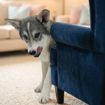 Собаки в добрые руки - Сэм - 1