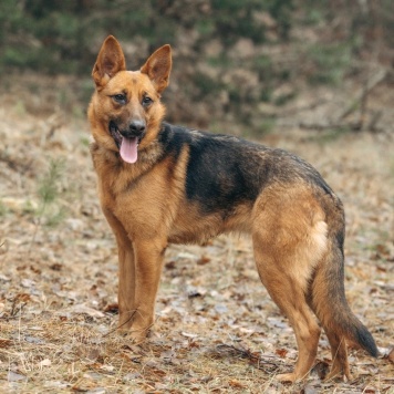Собаки в добрые руки - Ника
