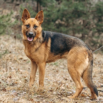 Собаки в добрые руки - Ника - 3