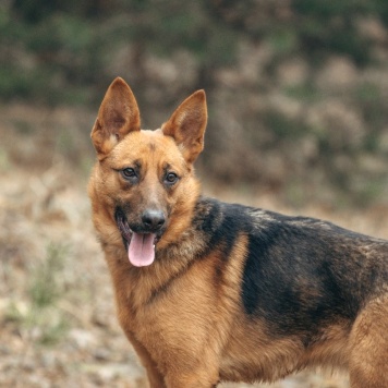 Собаки в добрые руки - Ника - 4