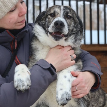 Собаки в добрые руки - Петя