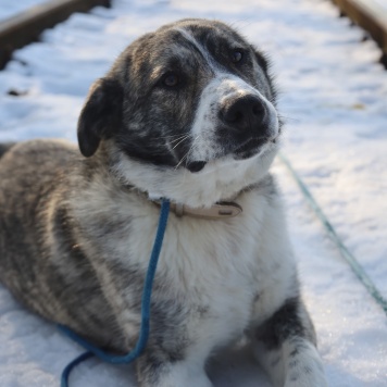 Собаки в добрые руки - Петя - 1