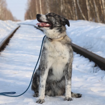 Собаки в добрые руки - Петя - 2