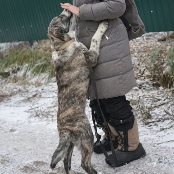 Собаки в добрые руки - Петя - 3