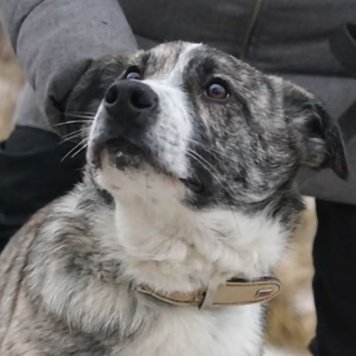 Собаки в добрые руки - Петя - 4