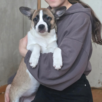 Собаки в добрые руки - Фиона