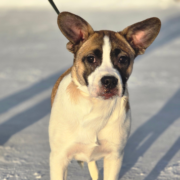 Собаки в добрые руки - Фиона - 1