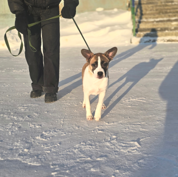 Собаки в добрые руки - Фиона - 2