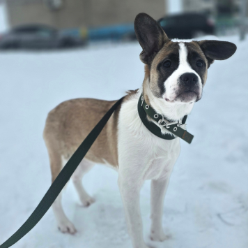 Собаки в добрые руки - Фиона - 3