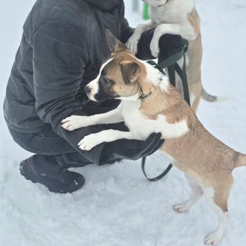 Собаки в добрые руки - Фиона - 4