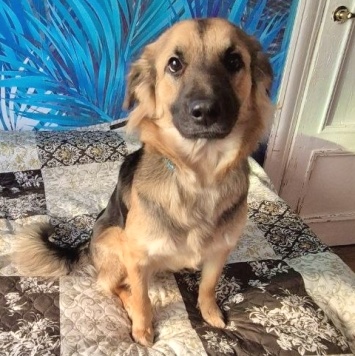 Собаки в добрые руки - Соня