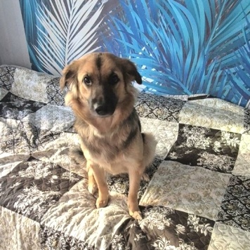 Собаки в добрые руки - Соня - 1