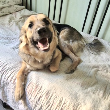 Собаки в добрые руки - Соня - 2