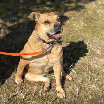 Джуди - Собаки в добрые руки