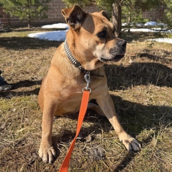 Собаки в добрые руки - Джуди - 1