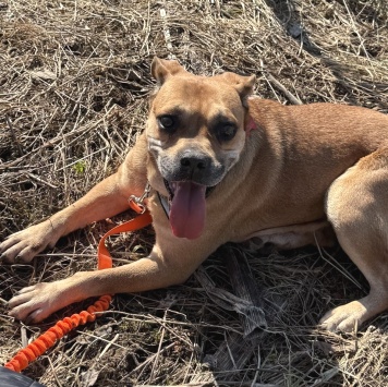 Собаки в добрые руки - Джуди - 2