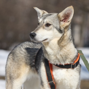 Собаки в добрые руки - Варя
