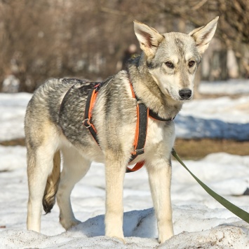 Собаки в добрые руки - Варя - 1
