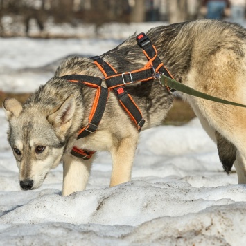 Собаки в добрые руки - Варя - 2
