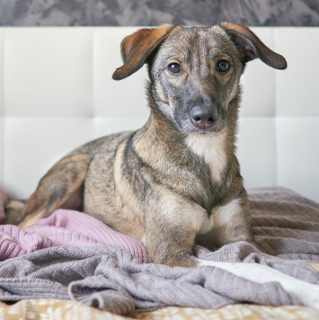 Собаки в добрые руки - Софи